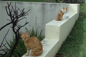 My island kitties!